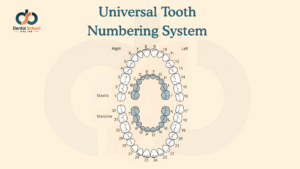 Universal Tooth Numbering System: A Complete Guide for Dental Students