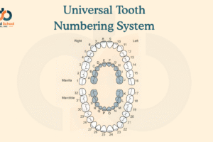 Universal Tooth Numbering System: A Complete Guide for Dental Students