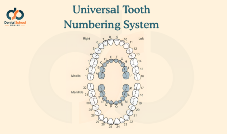 Universal Tooth Numbering System: A Complete Guide for Dental Students
