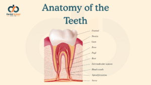 Anatomy of the Teeth: A Complete Guide for Dental Students