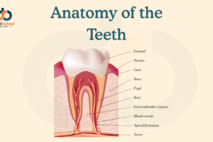 Anatomy of the Teeth: A Complete Guide for Dental Students