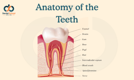 Anatomy of the Teeth: A Complete Guide for Dental Students